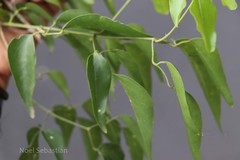 Jasminum flexile